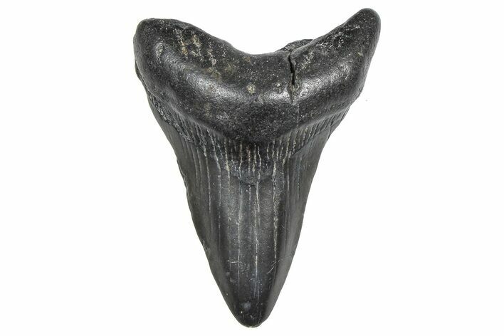 Juvenile Megalodon Tooth - South Carolina #359020
